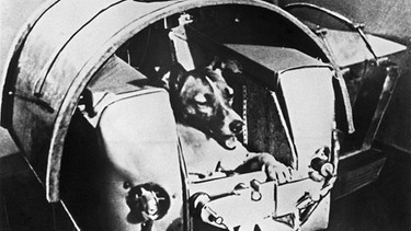 Die zweijährige Mischlingshündin Laika bei Tests in der Druckkabine. Hund Laika war das erste Lebenwesen, das gezielt in eine Umlaufbahn gebracht wurde. Das Tier flog am 3. November 1957 mit der sowjetischen Rakete Sputnik II ins All. Der erste Mensch im All war 1961 Juri Gagarin. | Bild: picture-alliance/dpa