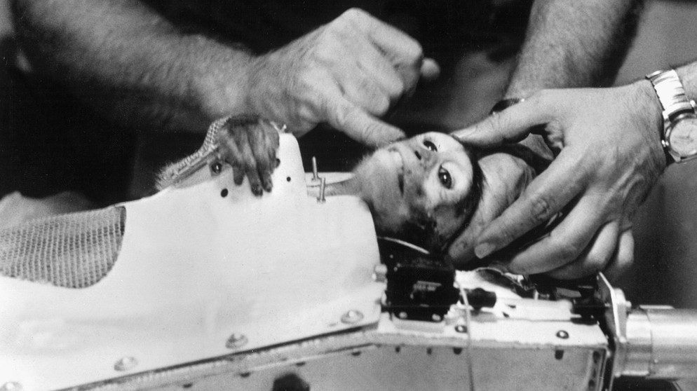 Rhesusaffe Able. Die Rhesusaffen Able und Miss Baker wurden 1959 von Cape Canaveral aus in den Weltraum geschossen. Die beiden Affen waren die ersten Tiere, die lebend aus dem All zurückkehrten. Das erste Tier, das eine Erdumlaufbahn erreichte, war die Hündin Laika. Der erste Mensch im All war 1961 Juri Gagarin. | Bild: NASA/dpa