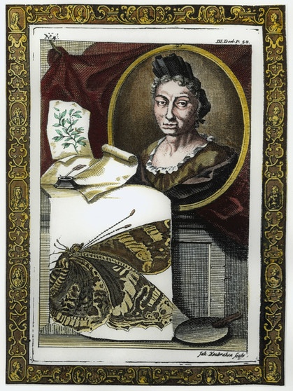 Maria Sibylla Merian | Kupferstich, 1729, von Jacobus Houbraken | Bild: picture alliance / akg-images