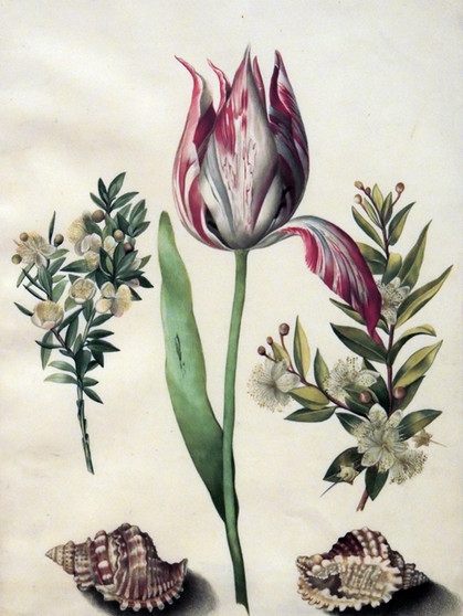 A Tulip, Two Springs of Myrtle and Two Seashells by Maria Sibylla Merian | Bild: picture alliance / United Archiv