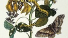 Maria Sibylla Merian | Korallenbaum und Seidenspinner (Erythrina glauca und Arsenura cassandra) | Bild: picture alliance / akg-images