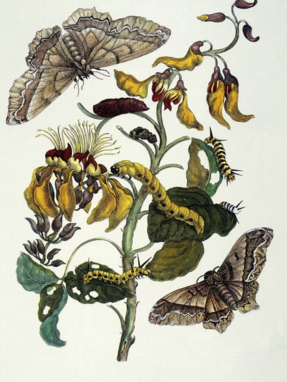 Maria Sibylla Merian | Korallenbaum und Seidenspinner (Erythrina glauca und Arsenura cassandra) | Bild: picture alliance / akg-images