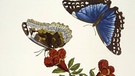 Maria Sibylla Merian | Granatapfel und Blauer Morpho (Punica Granatum und Morpho melaneus) | Bild: picture alliance / akg-images
