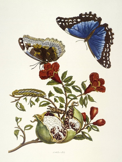 Maria Sibylla Merian | Granatapfel und Blauer Morpho (Punica Granatum und Morpho melaneus) | Bild: picture alliance / akg-images