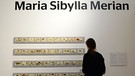 Maria Sibylla Merian | Ausstellungsraum des Museums Wiesbaden: Reproduktionen von Zeichnungen, die von der Naturkundlerin und Künstlerin angefertigt wurden. | Bild: picture alliance / Susann Prautsch