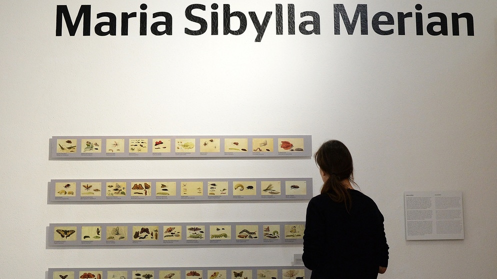 Maria Sibylla Merian | Ausstellungsraum des Museums Wiesbaden: Reproduktionen von Zeichnungen, die von der Naturkundlerin und Künstlerin angefertigt wurden. | Bild: picture alliance / Susann Prautsch