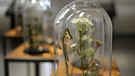 Maria Sibylla Merian | Präparierte Schwalbenschwänze, eine Schmetterlingsart, sind in einem Ausstellungsraum des Museums Wiesbaden durch das Glas eines Dioramas zu sehen. | Bild: picture alliance / Susann Prautsch