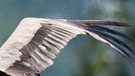 Ein fliegender Storch. Otto Lilienthal war einer der ersten erfolgreichen Flieger der Geschichte. Er beobachtete den Flug der Vögel, entdeckte das Prinzip der Tragfläche und baute Flugapparate. Der Pionier gilt als einer der Gründer der modernen Luftfahrt. | Bild: picture-alliance/dpa
