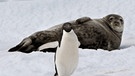 Pinguin und Robbe in der Antarktis | Bild: picture-alliance/dpa