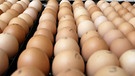 Paletten mit Eiern. Eier haben zu Ostern Hochkonjunktur. Ostereier sind eine beliebte Gabe fürs Osternest. | Bild: colourbox.com
