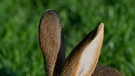 Ostereier. Das Ei symbolisiert Leben und Auferstehung. Deshalb liegen zu Ostern Ostereier im Osternest. | Bild: picture-alliance/dpa