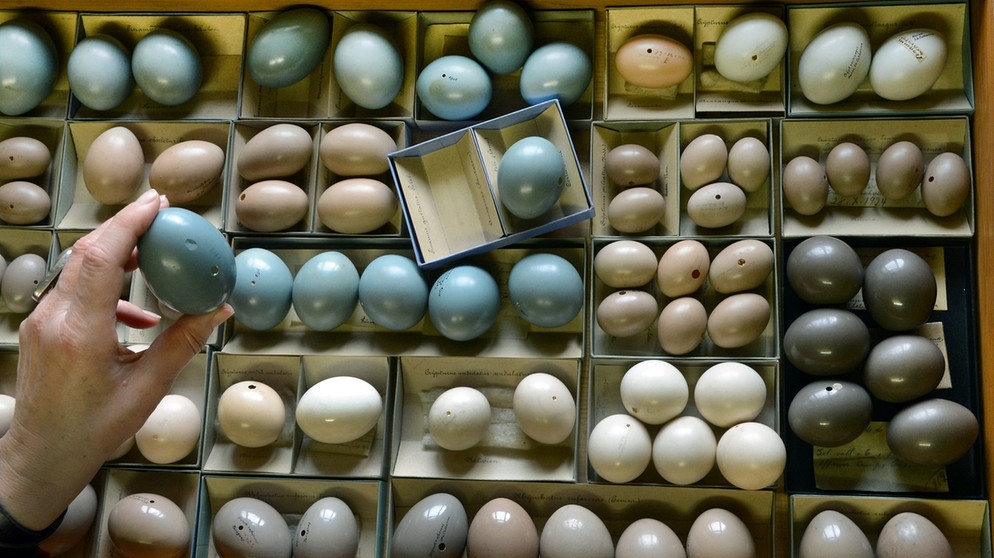 Eiersammlung in Halle an der Saale, Martin-Luther-Universität. Solche besonderen Eier landen zu Ostern natürlich nicht als Ostereier im Osternest. | Bild: dpa-Bildfunk