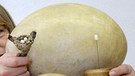 Eiersammlung in Halle an der Saale, Universität: Straußeneier. Diese Eier landen zu Ostern natürlich nicht als Ostereier im Osternest. | Bild: dpa-Bildfunk