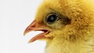 Ein Küken schlüpft aus dem Ei. Das Ei symbolisiert die Auferstehung. Deshalb liegen zu Ostern Ostereier im Osternest. | Bild: colourbox.com