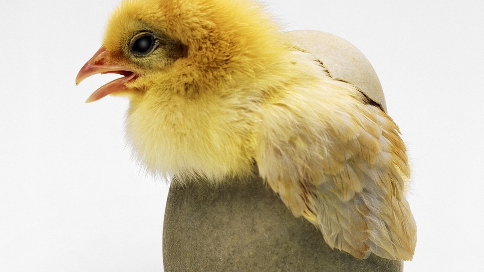 Ein Küken schlüpft aus dem Ei. Das Ei symbolisiert Leben und Auferstehung. Deshalb liegen zu Ostern Ostereier im Osternest. | Bild: colourbox.com