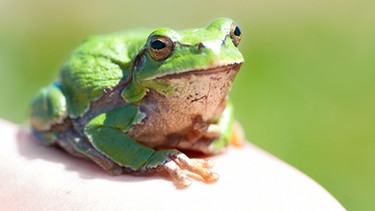 Frosch | Bild: colourbox.com