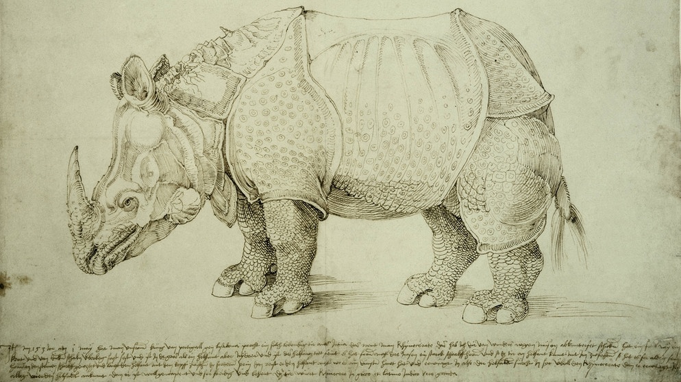 Rhinozeros, 1515. Federzeichnung. Eigenhändig von Albrecht Dürer beschriftet | Bild: picture-alliance/akg-images