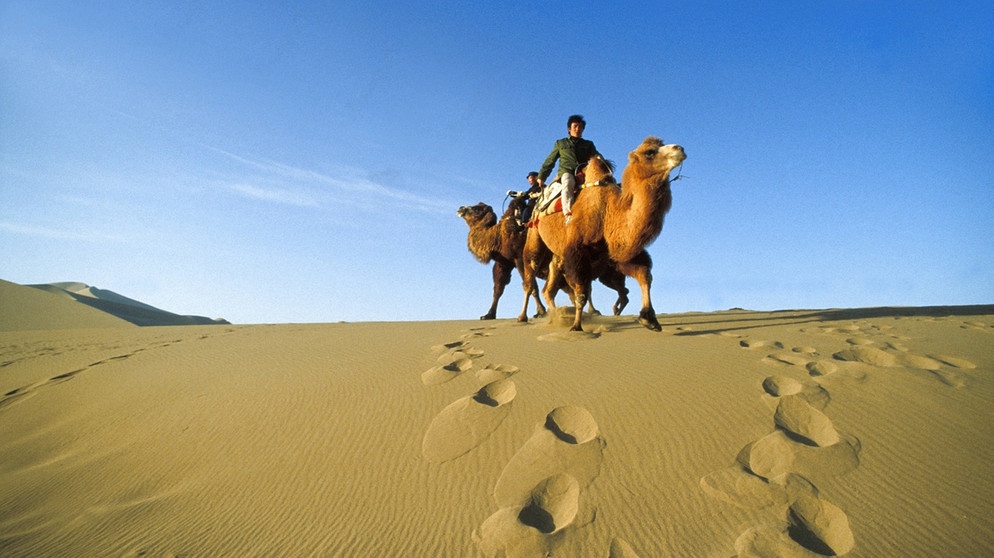 Kamele in der Wüste Gobi. Die Seidenstraße ist ein antiker Handelsweg, der auch mit Kamelen bereist wurde. | Bild: picture alliance/Arco Images GmbH