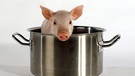 Das Schwein gilt als Glücksbringer, nicht nur zu Silvester und Neujahr. Hier sitzt ein Ferkel in einem Topf. | Bild: picture-alliance/dpa