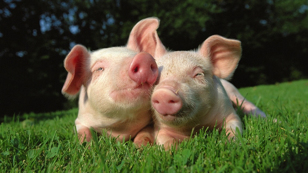 Das Schwein gilt als Glücksbringer, nicht nur zu Silvester und Neujahr. Hier liegen zwei junge Ferkel auf einer Wiese. | Bild: Image Source