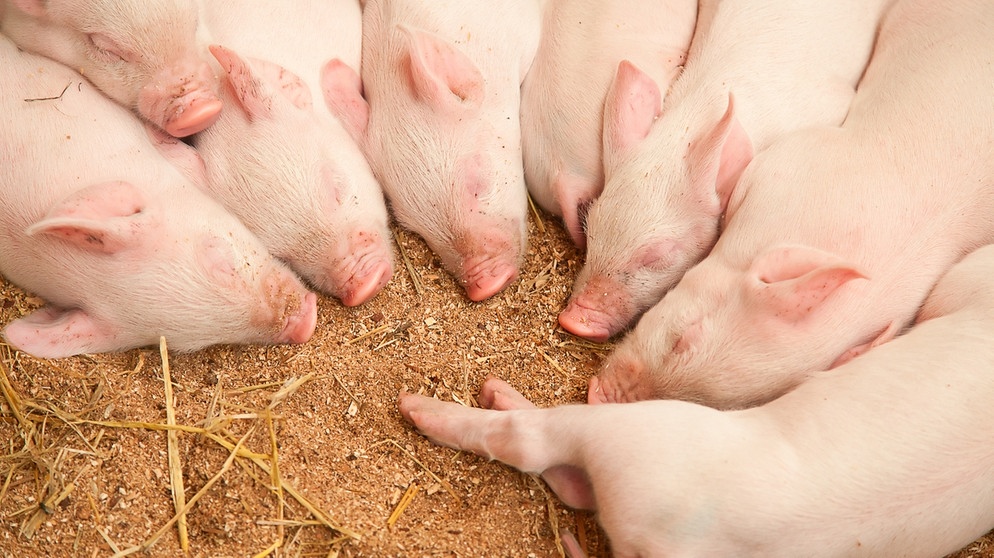 Das Schwein gilt als Glücksbringer, nicht nur zu Silvester und Neujahr. Hier gibt's also acht Mal Ferkel-Glück. | Bild: colourbox.com
