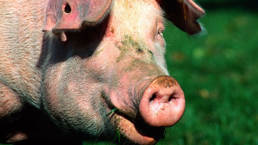 Das Schwein gilt als Glücksbringer, nicht nur zu Silvester und Neujahr. Hier: ein Deutsches Langhausschwein | Bild: picture-alliance/dpa