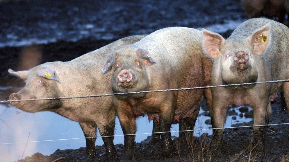 Das Schwein gilt als Glücksbringer, nicht nur zu Silvester und Neujahr. Hier haben sich Schweine auf einer Weide eingesaut. | Bild: picture-alliance/dpa
