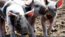 Das Schwein gilt als Glücksbringer, nicht nur zu Silvester und Neujahr. Hier: drei Linderöd-Ferkel | Bild: picture-alliance/dpa