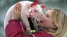 Das Schwein gilt als Glücksbringer, nicht nur zu Silvester und Neujahr. Hier ein Ferkel mit Schleifchen. | Bild: picture-alliance/dpa