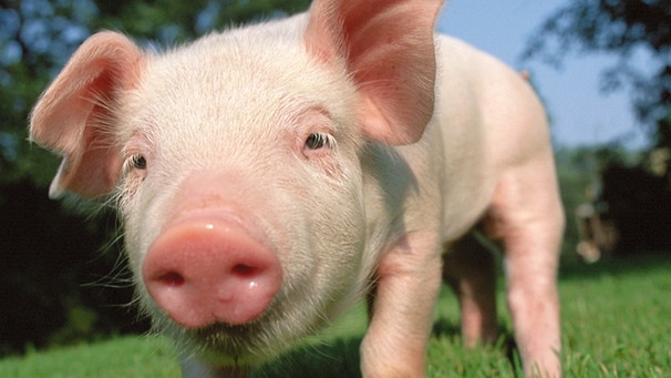 Das Schwein gilt als Glücksbringer, nicht nur zu Silvester und Neujahr. Hier blickt ein Ferkel in die Kamera. | Bild: colourbox.com