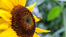 Eine Biene fliegt auf eine Sonnenblume zu. | Bild: BR/Manuel Rauch
