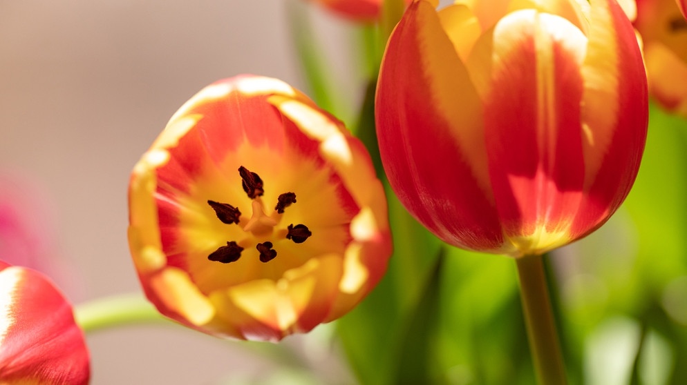 Ein Strauß gelb-orangener Tulpen in einer Vase auf dem Fensterbrett. Mit roten Rosen zum Valentinstag könnt ihr nichts falsch machen: "Ich liebe dich über alles" drückt ihr damit blumig aus. Doch nicht alle Blumen stehen für Liebe. Wir erklären euch, bei welchen ihr aufpassen solltet.  | Bild: BR/Markus Konvalin