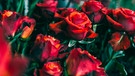 Rote Rosen im Blumenladen. Mit roten Rosen zum Valentinstag könnt ihr nichts falsch machen: "Ich liebe dich über alles" drückt ihr damit blumig aus. Doch nicht alle Blumen stehen für Liebe. Wir erklären euch, bei welchen ihr aufpassen solltet.  | Bild: BR/Johanna Schlüter