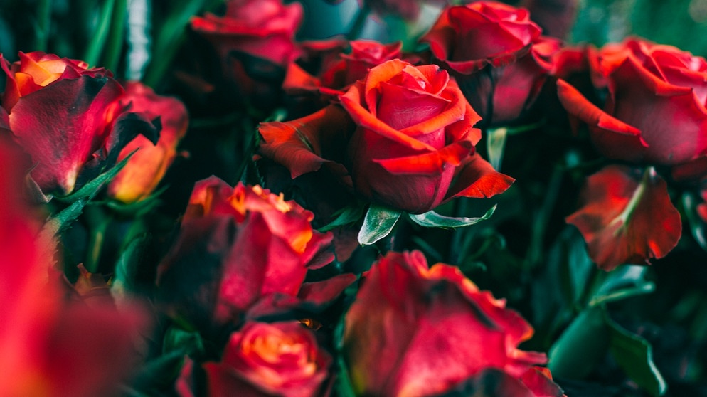 Rote Rosen im Blumenladen. Mit roten Rosen zum Valentinstag könnt ihr nichts falsch machen: "Ich liebe dich über alles" drückt ihr damit blumig aus. Doch nicht alle Blumen stehen für Liebe. Wir erklären euch, bei welchen ihr aufpassen solltet.  | Bild: BR/Johanna Schlüter