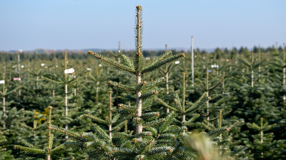 Die Nordmanntanne ist der beliebteste Weihnachtsbaum (auch: Christbaum) der Deutschen. Kein anderer Baum wird an Weihnachten so oft gekauft. | Bild: picture-alliance/dpa/dpa-Themendienst/Inga Kjer