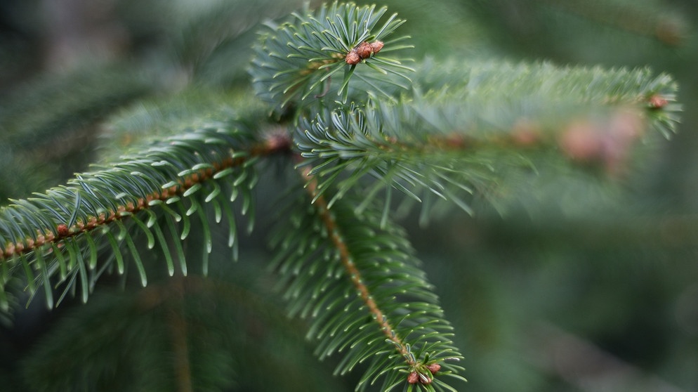 Die Nordmanntanne ist der beliebteste Weihnachtsbaum (auch: Christbaum) der Deutschen. Ein Grund: Der Tannenbaum verliert seine Nadeln nicht so schnell und ist deshalb auch nach Weihnachten noch schön. | Bild: picture-alliance/dpa/APA/Barbara Gindl