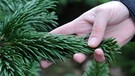 Die Nordmanntanne ist der beliebteste Weihnachtsbaum (auch: Christbaum) der Deutschen. Der Tannenbaum wächst sehr gleichmäßig, ist robust und besitzt eher weiche Nadeln in sattem Grün. | Bild: picture-alliance/dpa/dpa-mag/Caroline Seidel