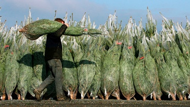 Rund 30 Millionen Weihnachtsbäume (auch: Christbäume) werden jedes Jahr zu Weihnachten gekauft. Am beliebtesten sind Nordmanntannen. Weit dahinter folgen Blaufichten und Edeltannen. | Bild: picture-alliance/dpa/Fredrik Von Erichsen