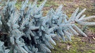 Die Blaufichte ist nach der Nordmanntanne der zweitbeliebteste Weihnachtsbaum (auch: Christbaum) der Deutschen. | Bild: picture-alliance/dpa/Uli Deck