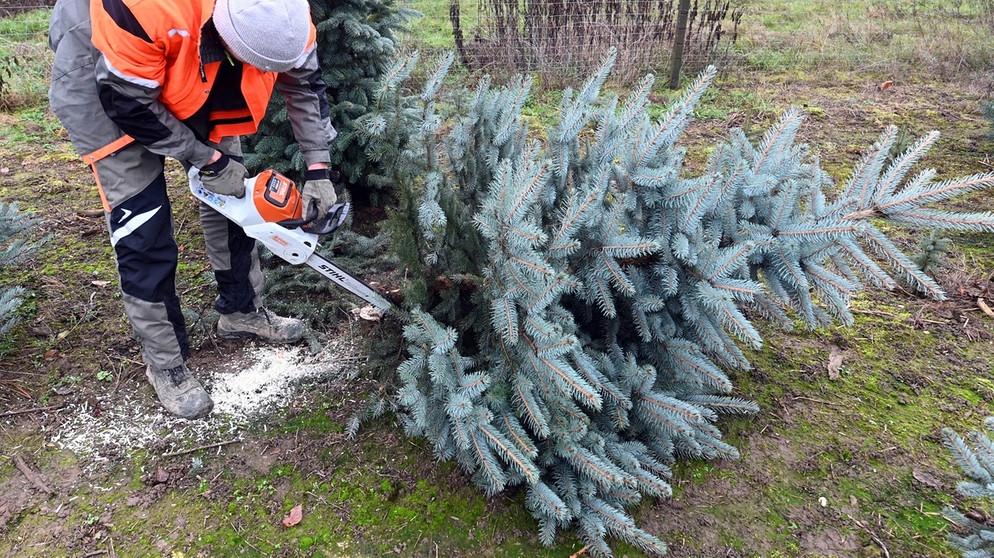 Die Blaufichte ist nach der Nordmanntanne der zweitbeliebteste Weihnachtsbaum (auch: Christbaum) der Deutschen. | Bild: picture-alliance/dpa/Uli Deck