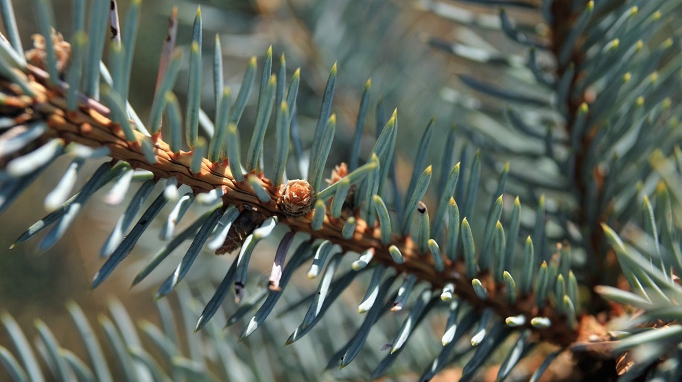Die Blaufichte ist nach der Nordmanntanne der zweitbeliebteste Weihnachtsbaum (auch: Christbaum) der Deutschen. Besonderes Kennzeichen sind ihre blaugrauen Nadeln. | Bild: picture-alliance/dpa/ZB/Hendrik Schmidt