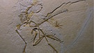 Elfter, im Altmühltal gefundener Archaeopteryx (2011) | Bild: picture-alliance/dpa