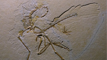Elfter, im Altmühltal gefundener Archaeopteryx (2011). Vor 150 Millionen Jahren lebte der Urvogel Archaeopteryx im Altmühltal im heutigen Bayern. Archaeopteryx beschäftigt die Forscher seit der Entdeckung des ersten Fossils. War er Saurier, Dinosaurier, Vogel oder etwas dazwischen? Wie groß war der Urvogel, konnte er wie die Flugsaurier fliegen und wie ähnlich war er Raubsauriern und anderen Dinosauriern? Wir haben für euch zusammengefasst, was man bisher über Archaeopteryx weiß. | Bild: picture-alliance/dpa