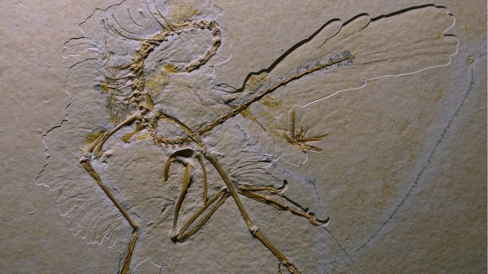 Elfter, im Altmühltal gefundener Archaeopteryx (2011). Vor 150 Millionen Jahren lebte der Urvogel Archaeopteryx im Altmühltal im heutigen Bayern. Archaeopteryx beschäftigt die Forscher seit der Entdeckung des ersten Fossils. War er Saurier, Dinosaurier, Vogel oder etwas dazwischen? Wie groß war der Urvogel, konnte er wie die Flugsaurier fliegen und wie ähnlich war er Raubsauriern und anderen Dinosauriern? Wir haben für euch zusammengefasst, was man bisher über Archaeopteryx weiß. | Bild: picture-alliance/dpa