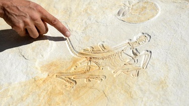 Geologe und Eigentümer Raimund Albersdörfer zeigt im Dinosaurier-Freilichtmuseum den Abdruck eines rund 153 Millionen Jahre alten Urvogels Archaeopteryx. | Bild: dpa-Bildfunk/Andreas Gebert