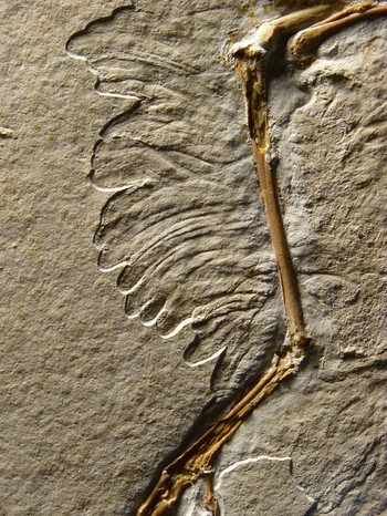 Archaeopteryx Nummer 11 | Bild: Tischlinger/Bayerische Staatssammlung für Paläontologie und Geologie/dpa