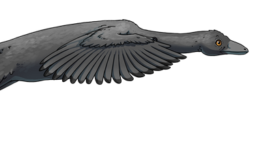 Flug des Achraeopteryx, Illustration | Bild: Jana Růžičková