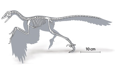 Eine Grafik des Archaeopteryx zeigt die Größe des Urvogels. Elfter, im Altmühltal gefundener Archaeopteryx (2011). Vor 150 Millionen Jahren lebte der Urvogel Archaeopteryx im Altmühltal im heutigen Bayern. Archaeopteryx beschäftigt die Forscher seit der Entdeckung des ersten Fossils. War er Saurier, Dinosaurier, Vogel oder etwas dazwischen? Wie groß war der Urvogel, konnte er wie die Flugsaurier fliegen und wie ähnlich war er Raubsauriern und anderen Dinosauriern? Wir haben für euch zusammengefasst, was man bisher über Archaeopteryx weiß. | Bild: picture-alliance/dpa