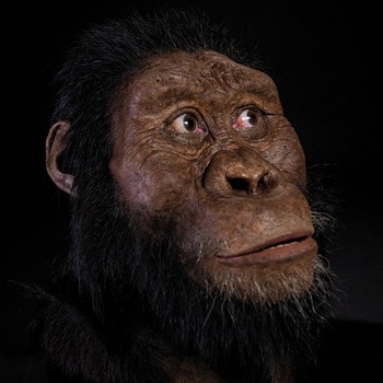 Rekonstruktion des Gesichts von Australopithecus anamensis. | Bild: Matt Crow, Cleveland Museum of Natural History, erstellt von John Gurche, ermöglicht durch die finanzielle Hilfe von Susan und George Klein.