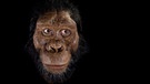 Australopithecus anamensis | Bild: Matt Crow, Cleveland Museum of Natural History, erstellt von John Gurche, ermöglicht durch die finanzielle Hilfe von Susan und George Klein.